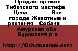 Продаю щенков Тибетского мастифа › Цена ­ 45 000 - Все города Животные и растения » Собаки   . Амурская обл.,Бурейский р-н